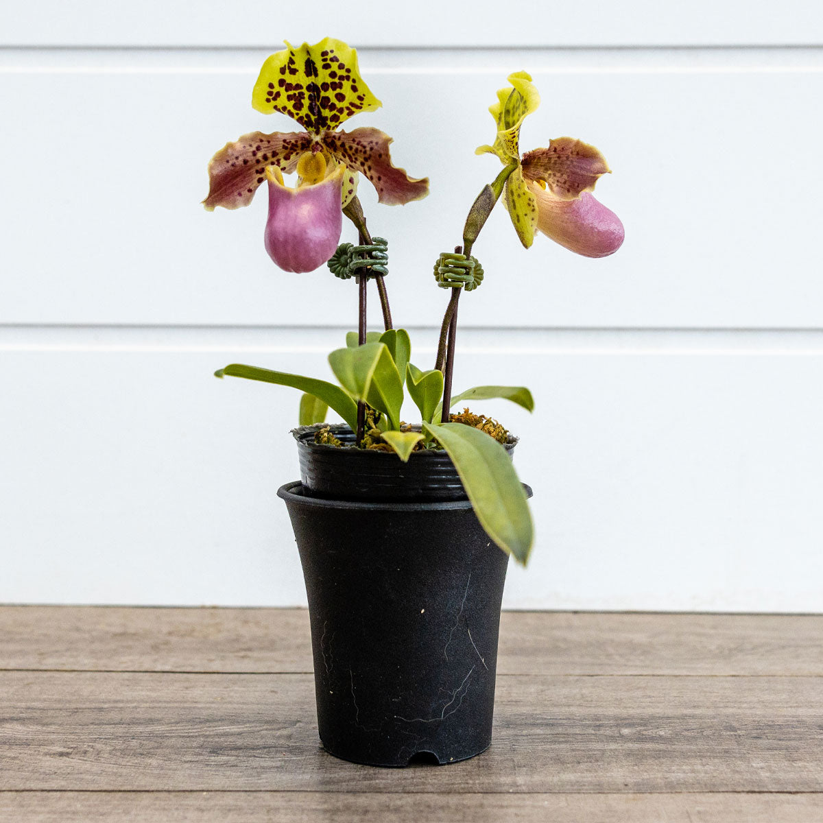 Orchids – Crystal Star Nursery