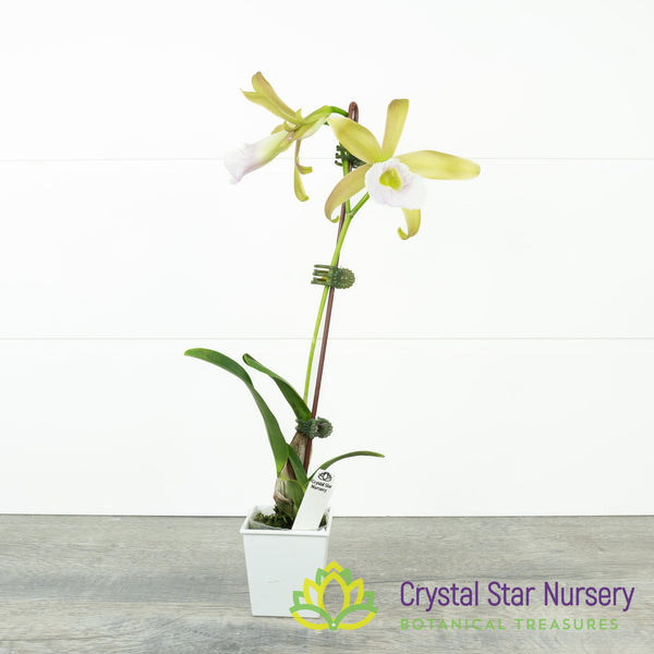 Cattleya Tenebrosa 'Rain Forest' FCC/AOS x Encyclia Mariae
