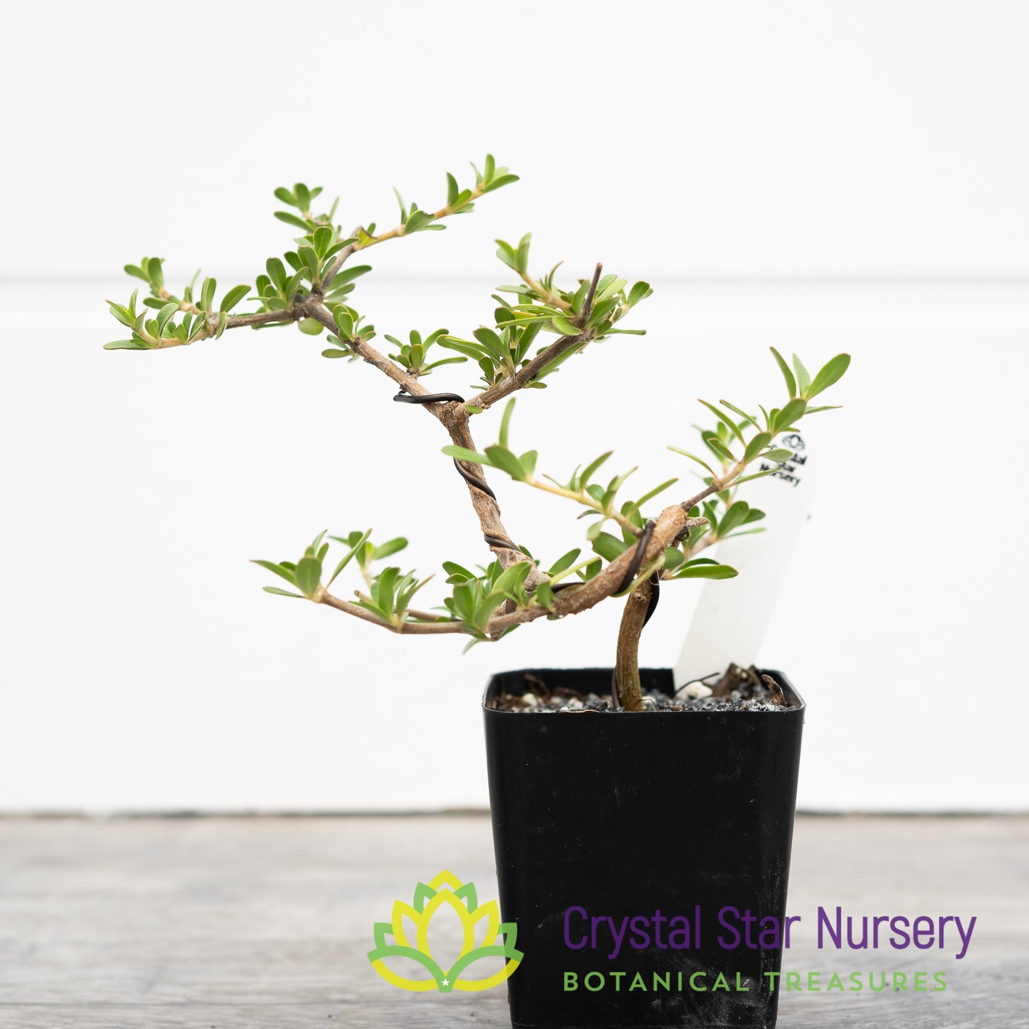 bonsai copac Coprosma Kirkii Pre Bonsai – Crystal Star Nursery