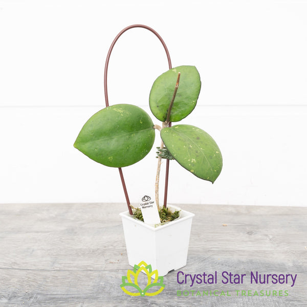 Hoya cv Joy - Crystal Star Nursery
