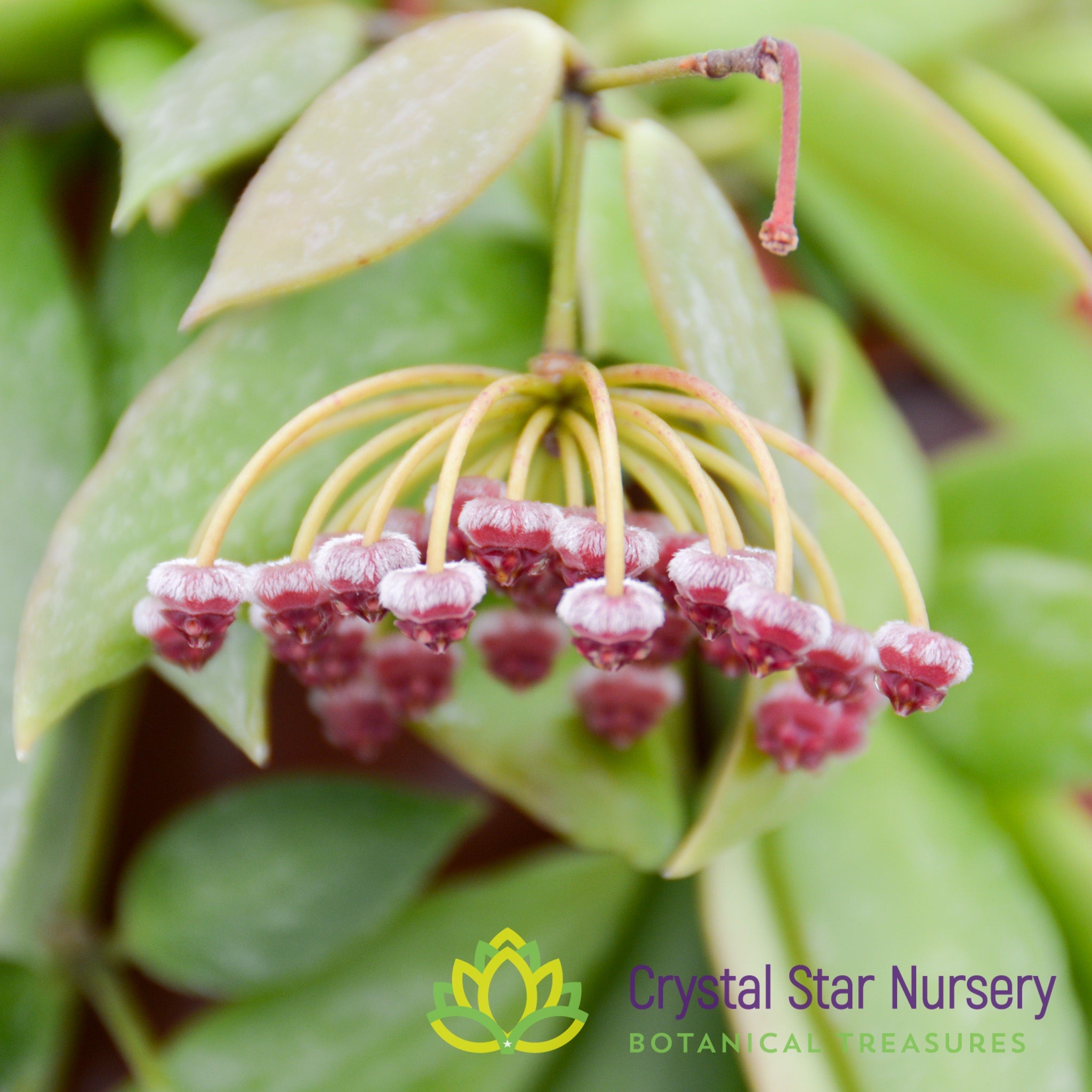 Hoya memoria – Crystal Star Nursery