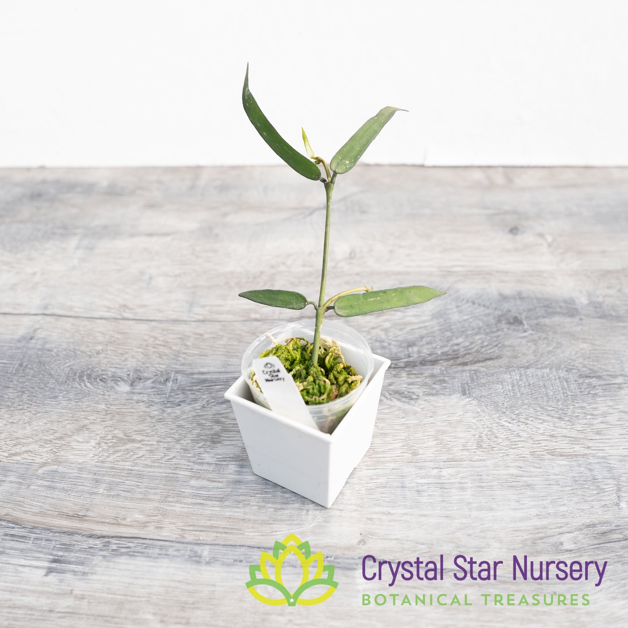 Hoya pandurata – Crystal Star Nursery