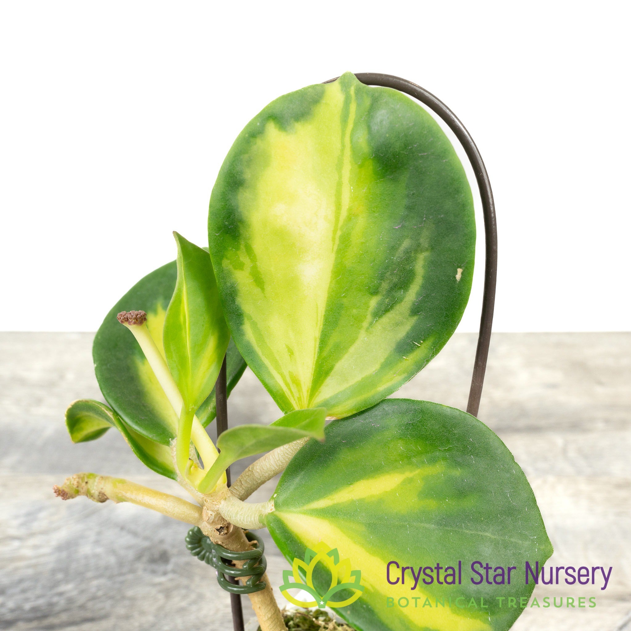 Hoya subquintuplinervis (inner variegation) – Crystal Star Nursery