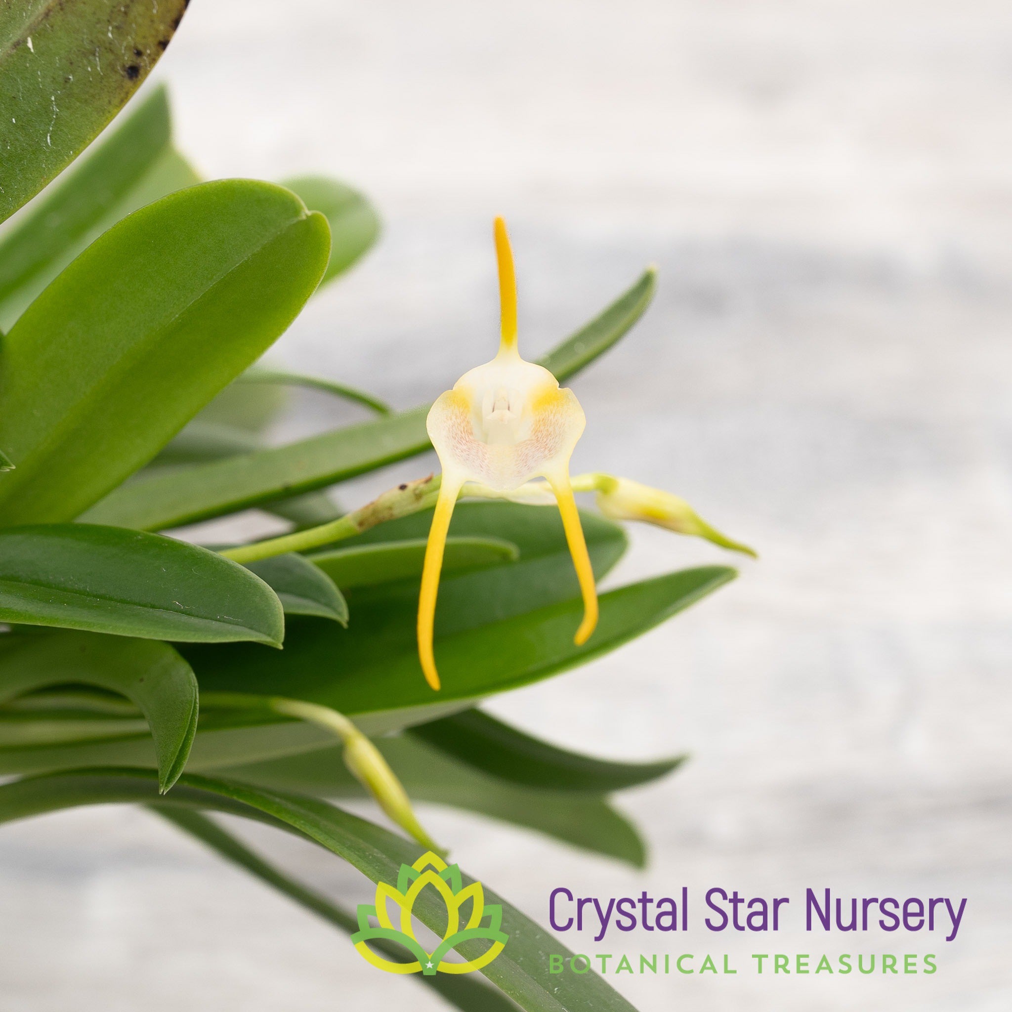 Masdevallia Mejiana x Geminiflora – Crystal Star Nursery