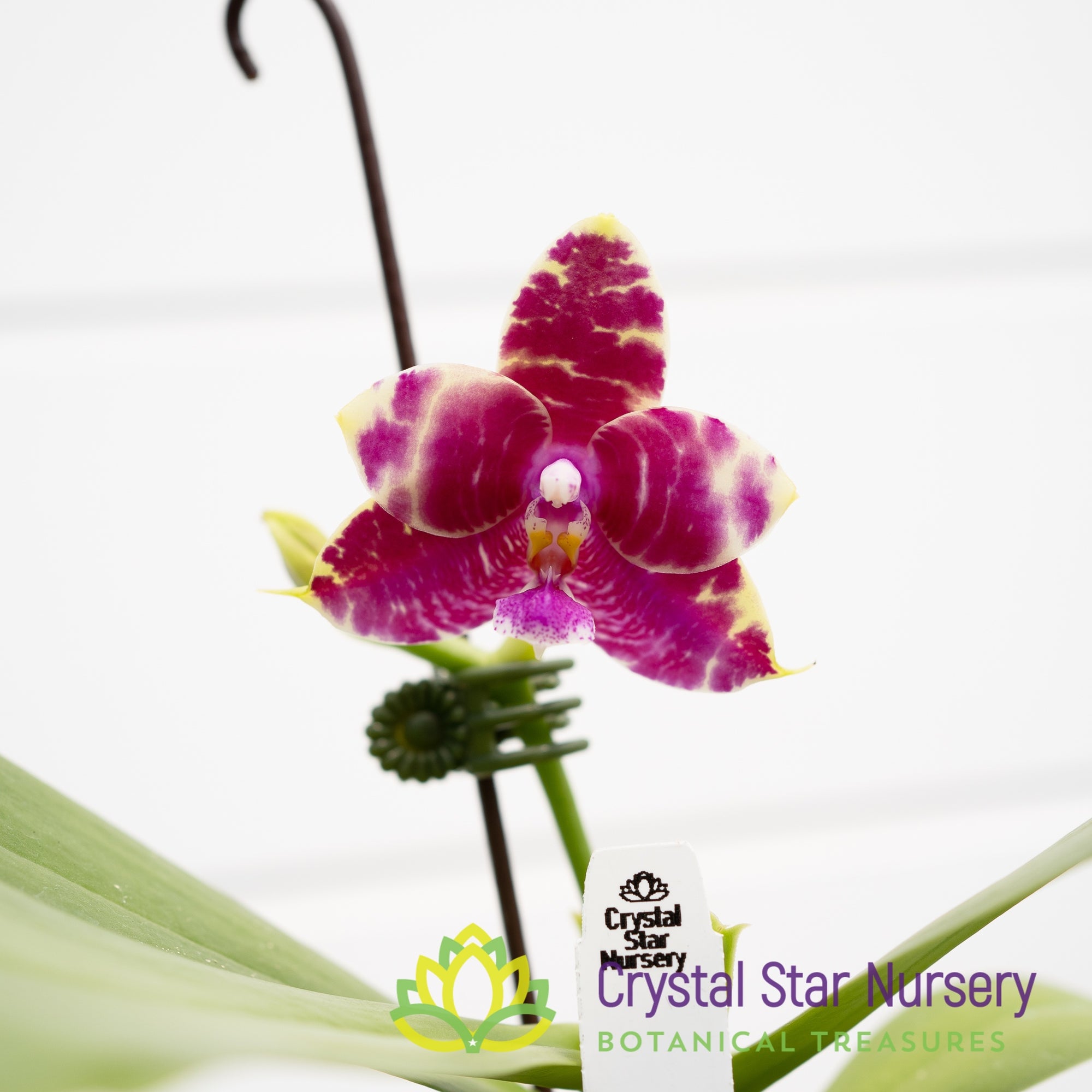 Phalaenopsis Ailiao Princess Gelb (B10)