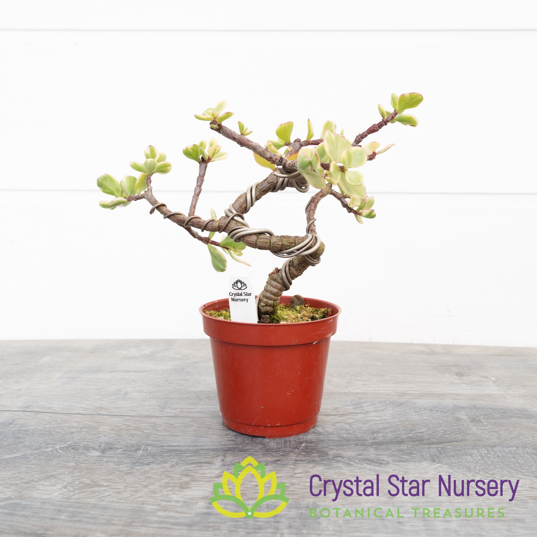 portulacaria afra bonsai sale Portulacaria Afra 'Variegata' Pre Bonsai