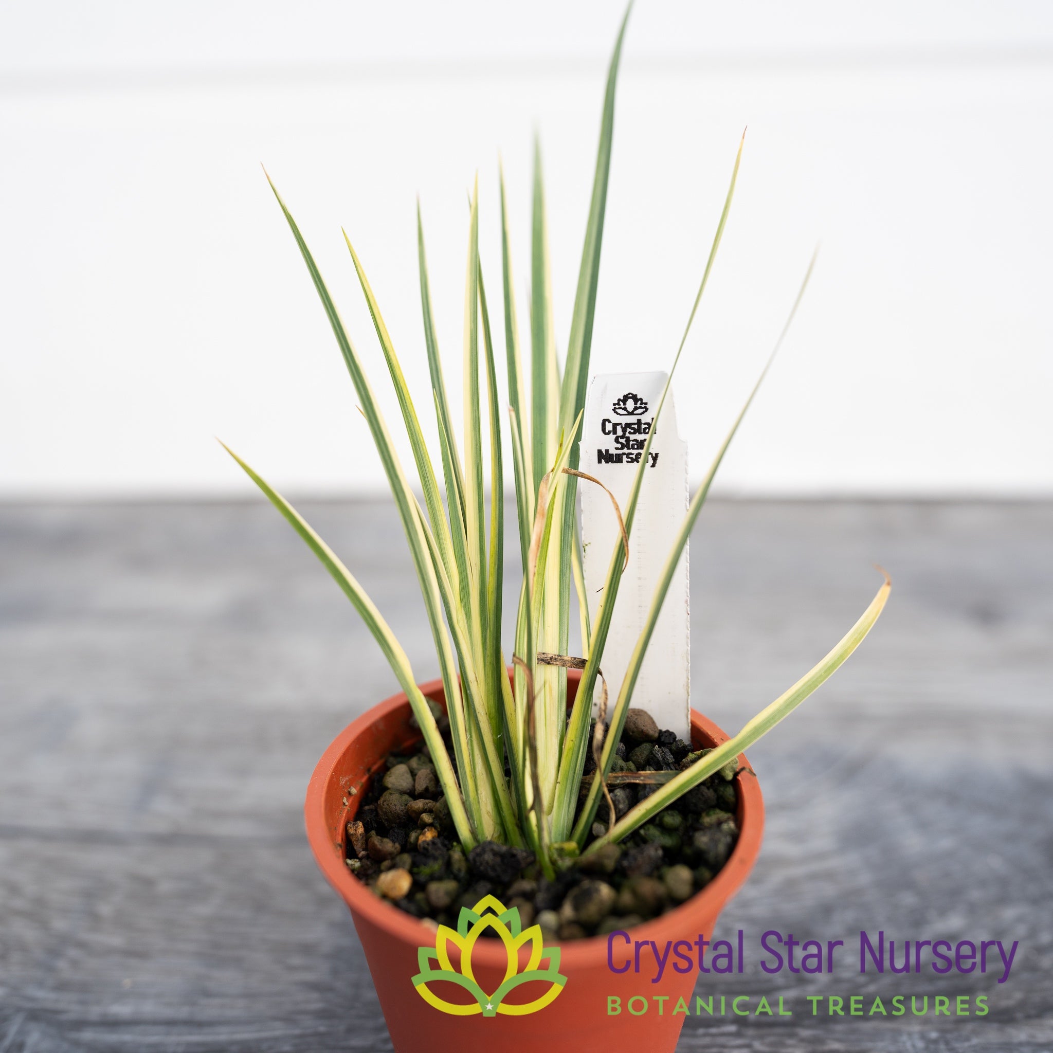 Acorus Gramineus 'Variegata' – Crystal Star Nursery