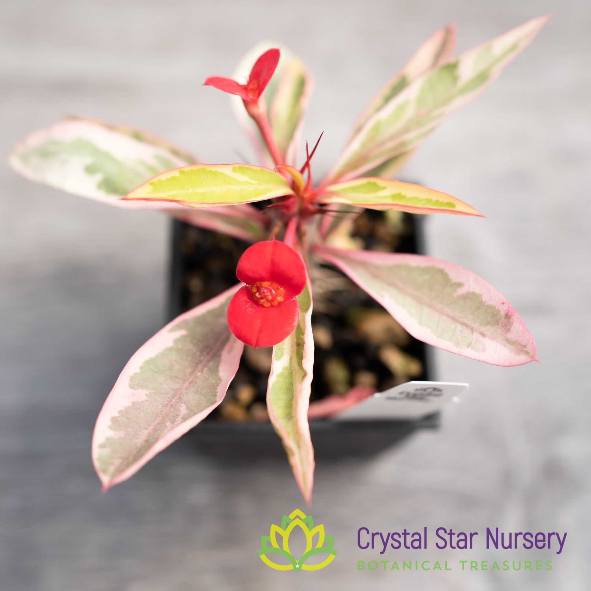 euphorbia milii variegata Euphorbia Milii Variegated
