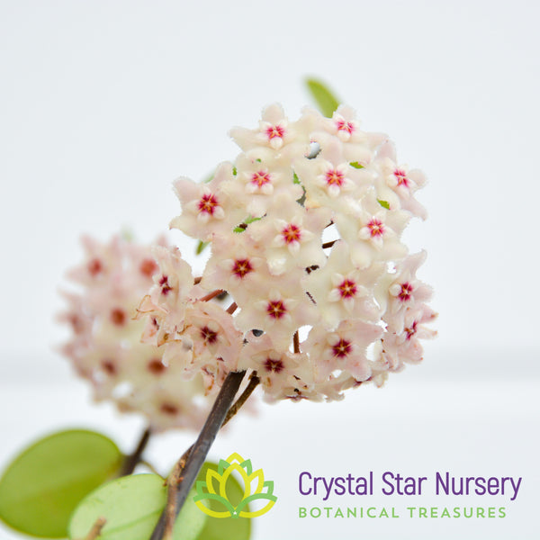 All Plants Crystal Star Nursery