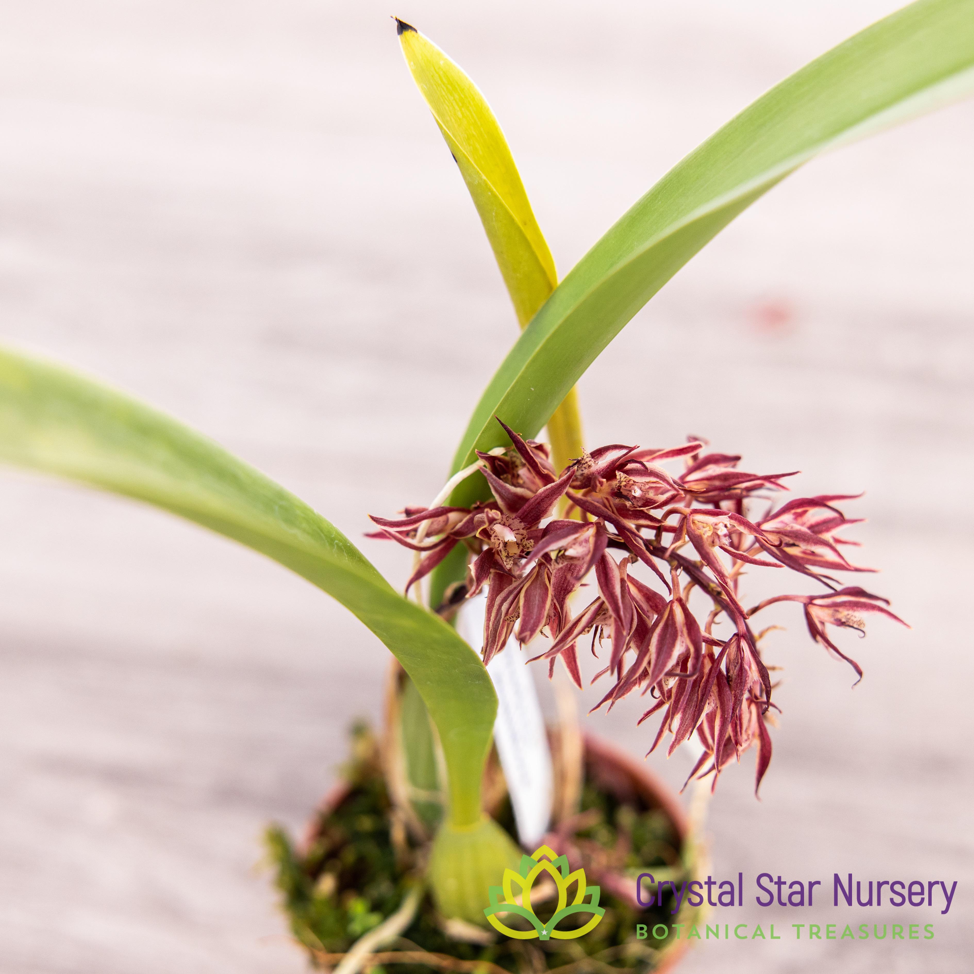 マトファー　マジフラワー Macradenia Multiflora – Crystal Star Nursery