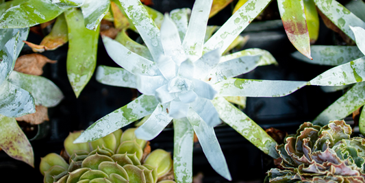 Guide to Botanical Treasure Hunting