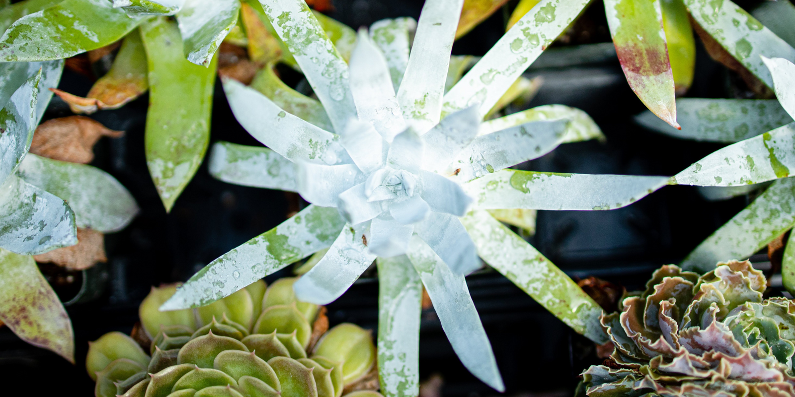 Guide to Botanical Treasure Hunting