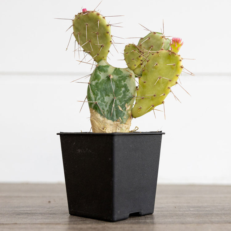 Cacti and Euphorbias