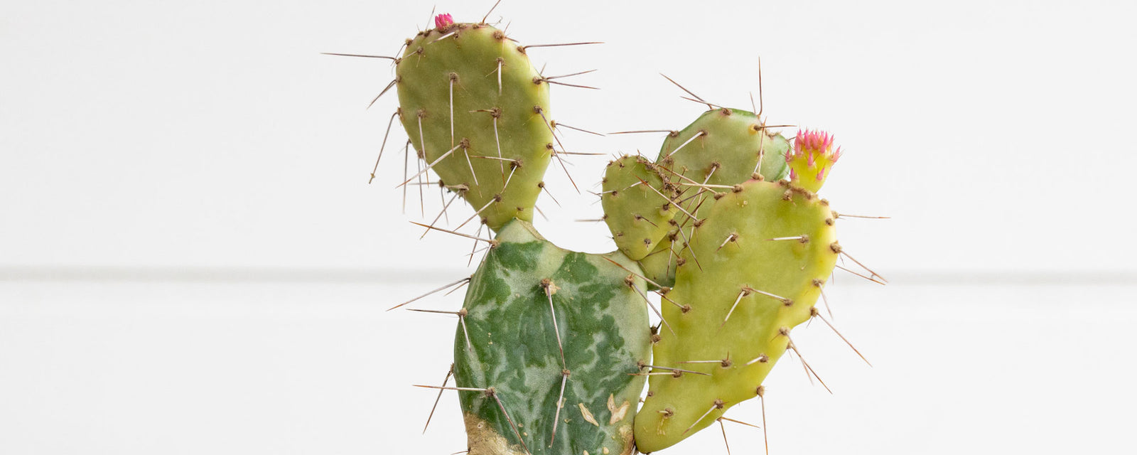 Cacti and Euphorbias
