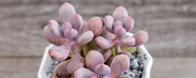 Succulents