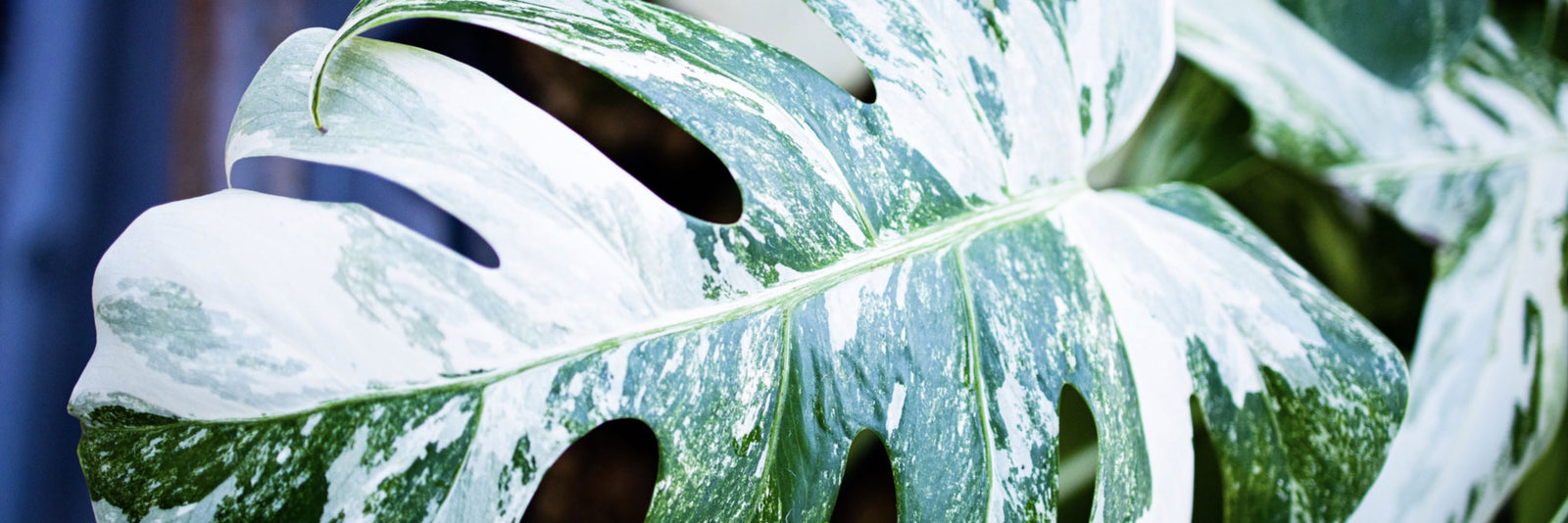 Botanical Treasure Lottery