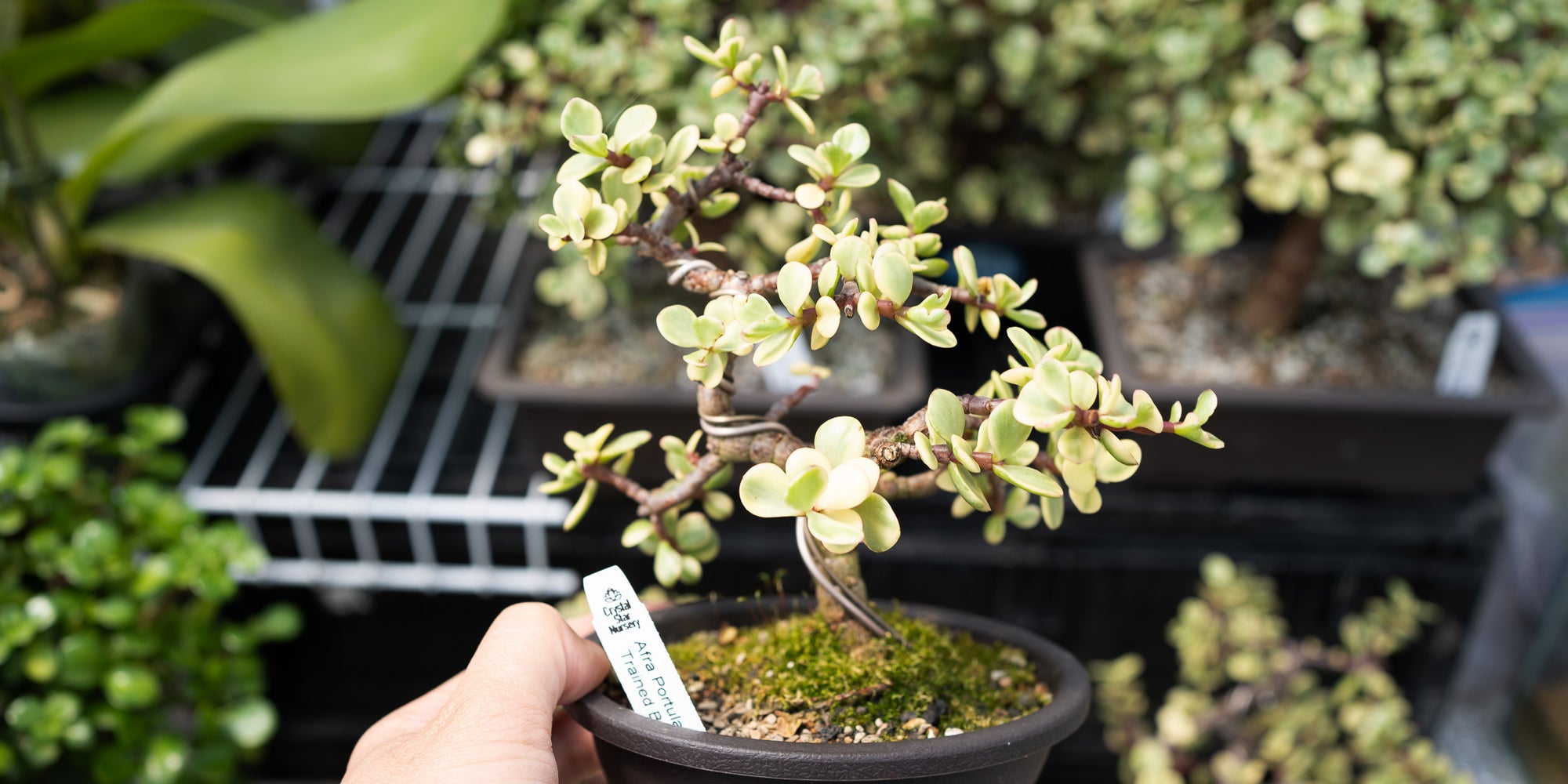 Bonsai