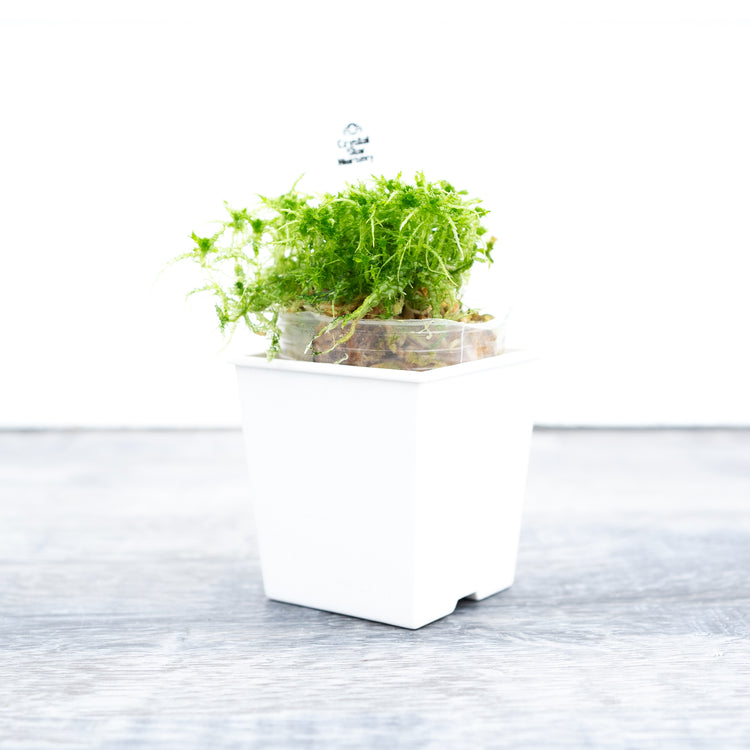 Live Moss & Grasses