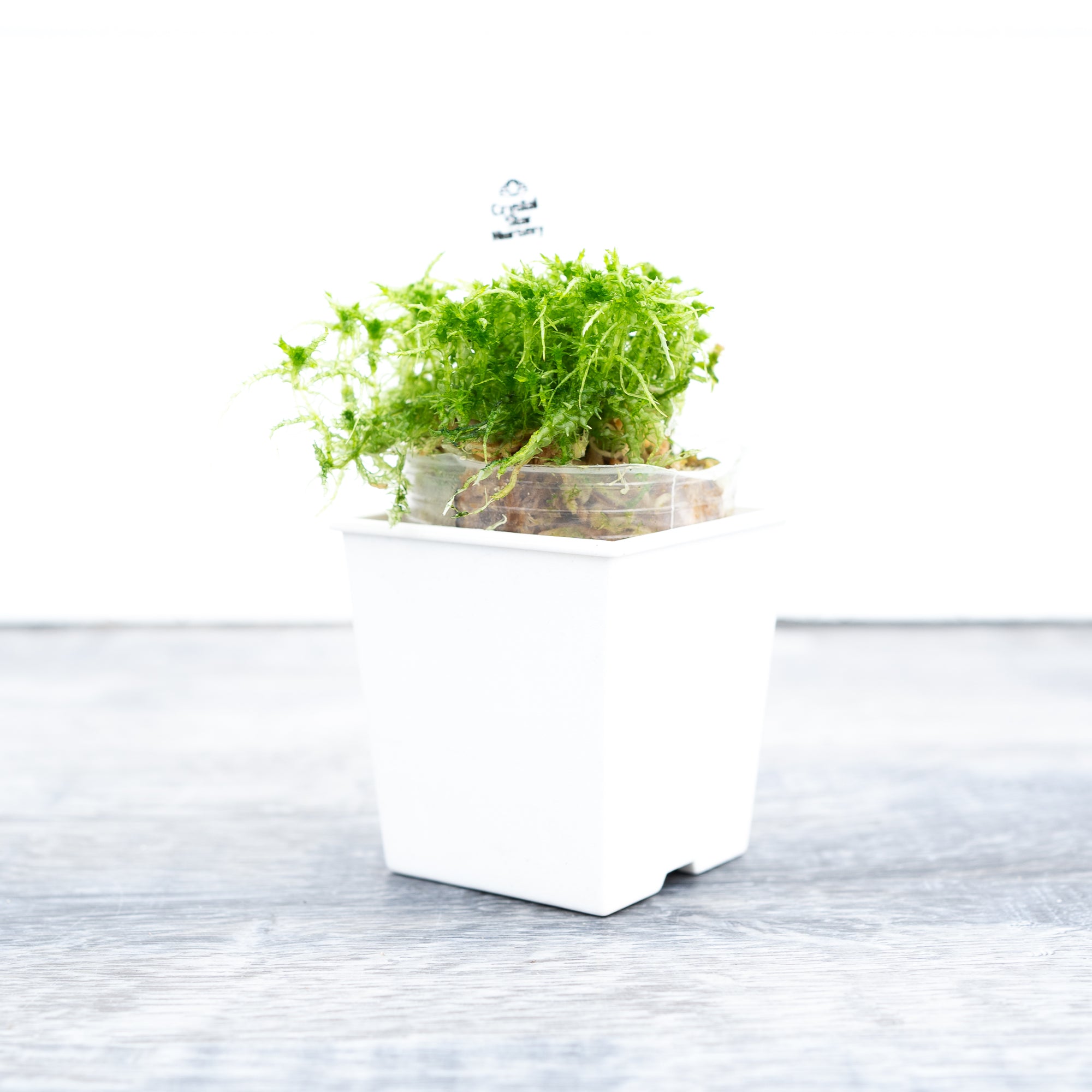 Live Moss & Grasses