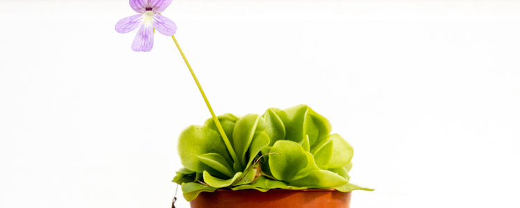 Other Botanical Treasures