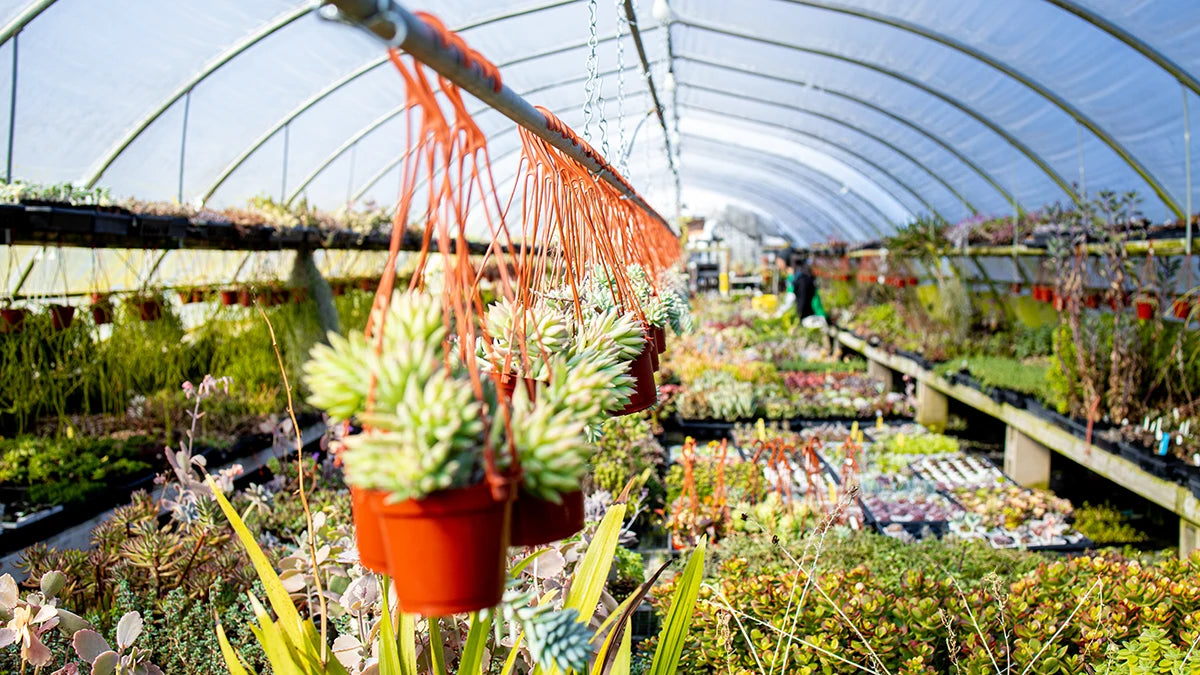 Crystal Star Nursery