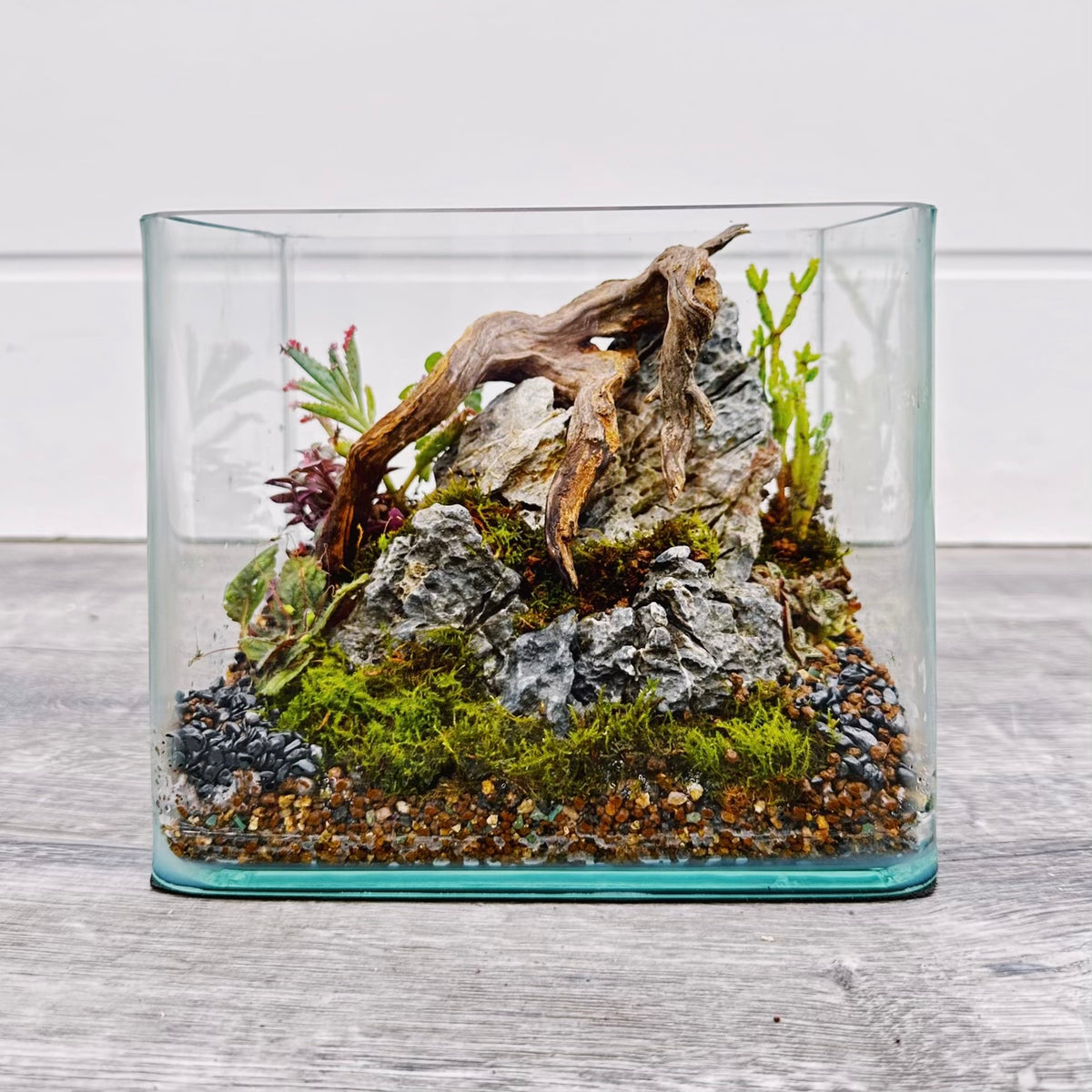 Build a Terrarium with Alexscape at CSN!
