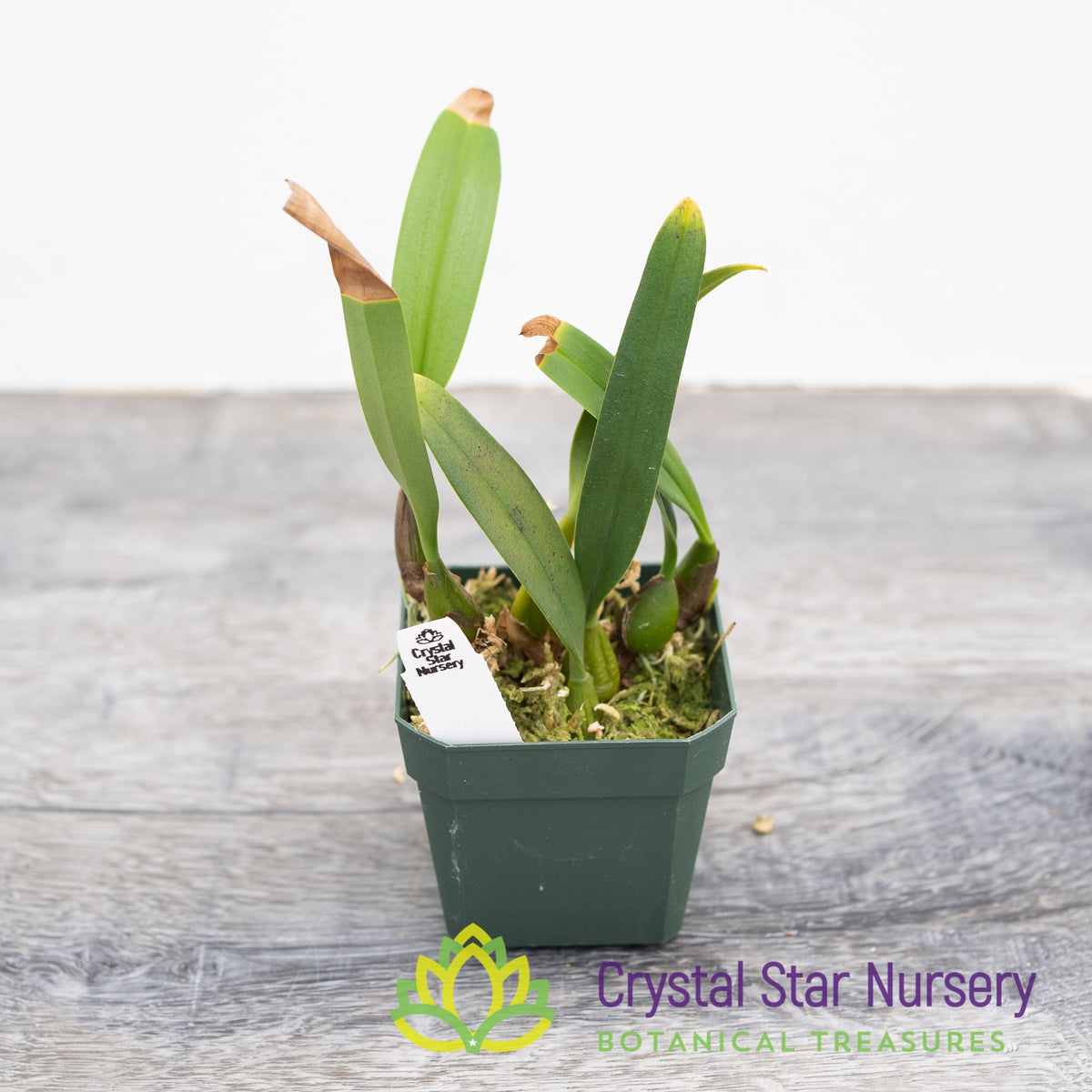 Bulbophyllum Laxiflorum