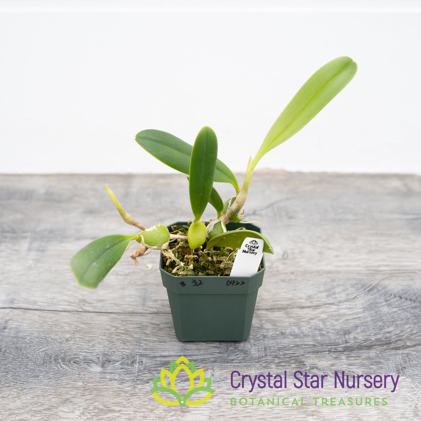 Bulbophyllum Tremulum (32)
