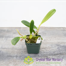 Bulbophyllum Tremulum (32)