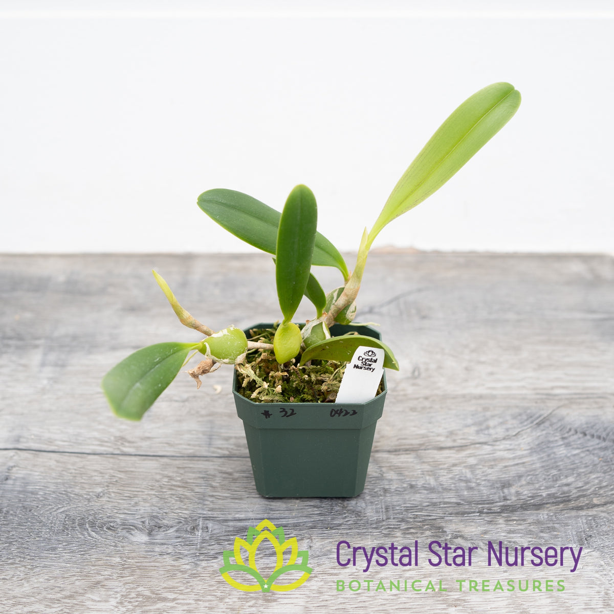 Bulbophyllum Tremulum (32)