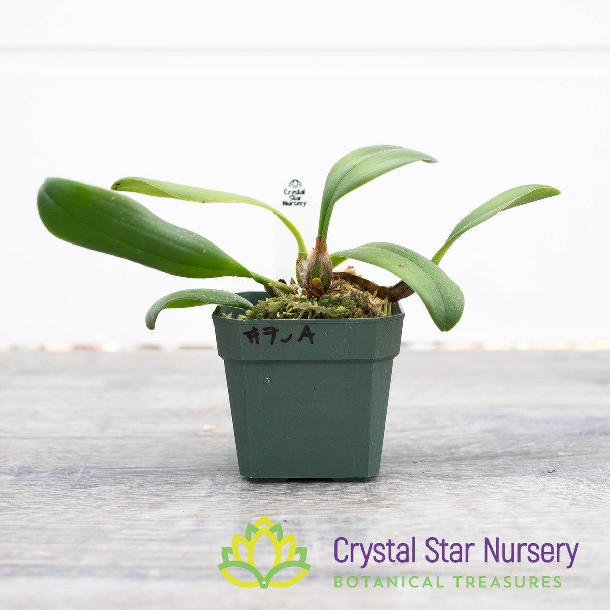 Bulbophyllum Lepidum (7-A)