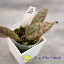 Psychopsis Mendenhall 'Hildos' FCC/AOS