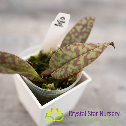 Psychopsis Mendenhall 'Hildos' FCC/AOS