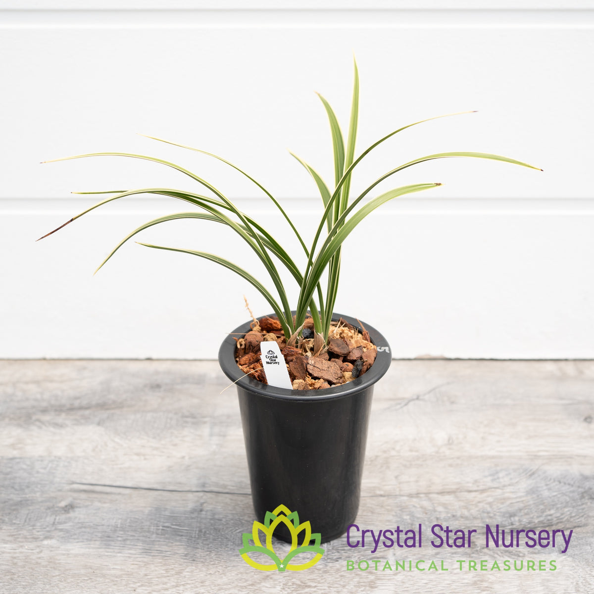 Cymbidium goeringii &#39;帝冠&#39; (#5)