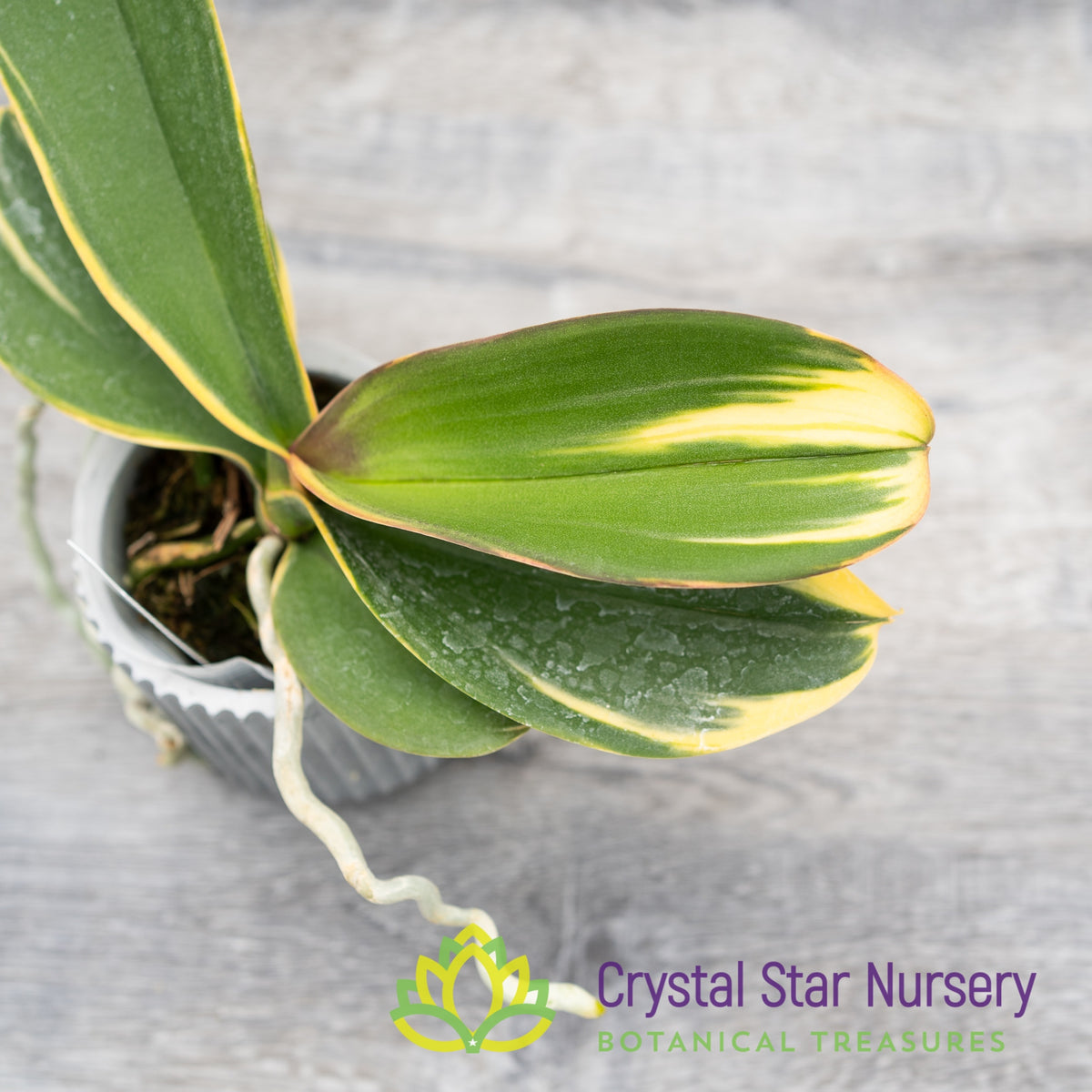 Phalaenopsis Ken&#39;s Sweetheart (Variegated) (M2)