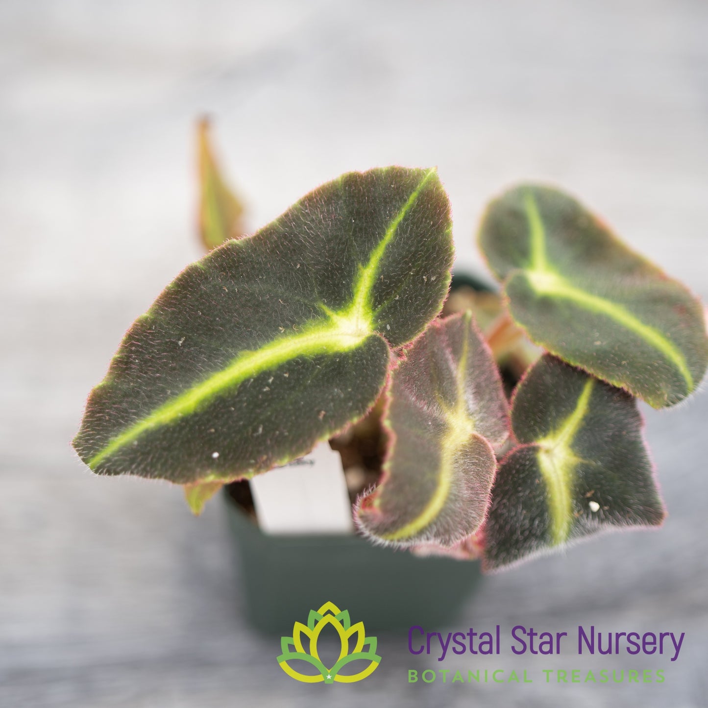 Begonia Listada