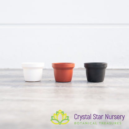 1" Round Plastic Pot