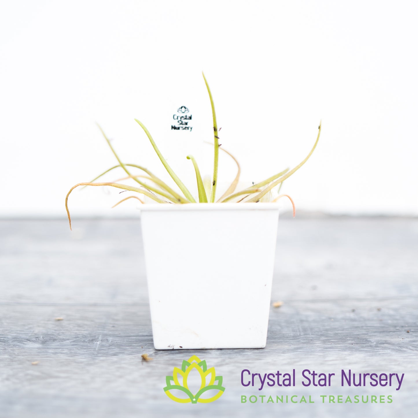 Pinguicula Gypsicola x Moctezumae