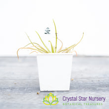 Pinguicula Gypsicola x Moctezumae