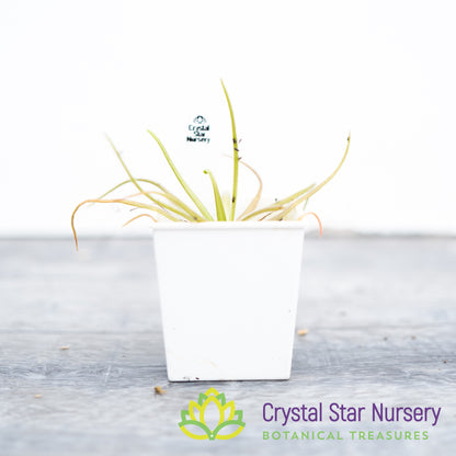 Pinguicula Gypsicola x Moctezumae