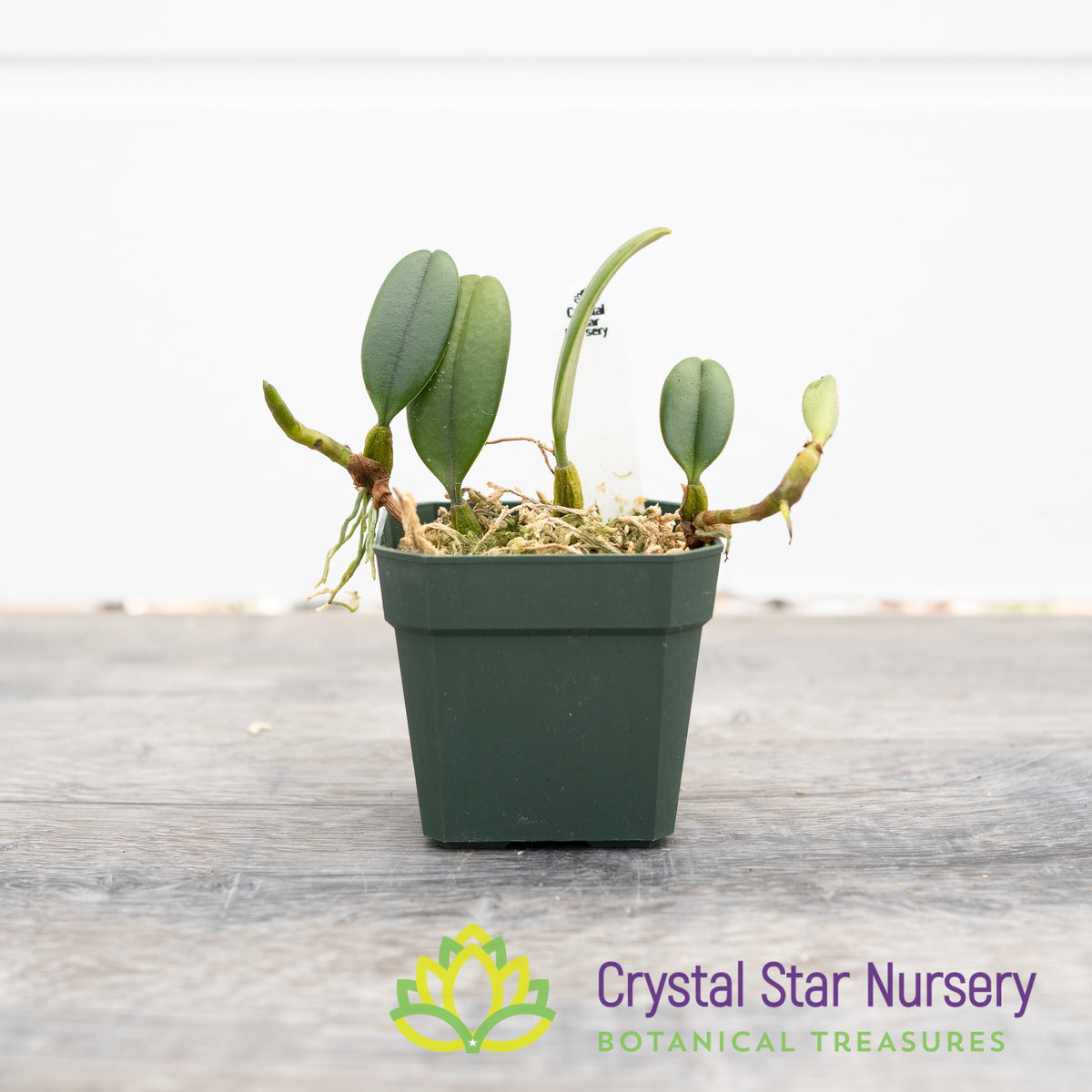 Bulbophyllum Vaginatum (33)