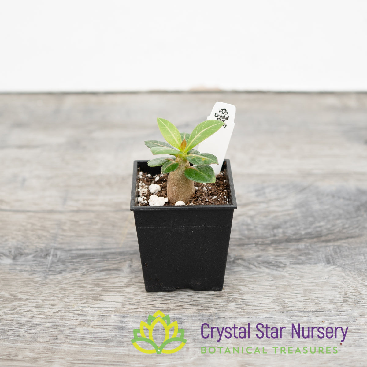 Adenium Arabicum Nomsod