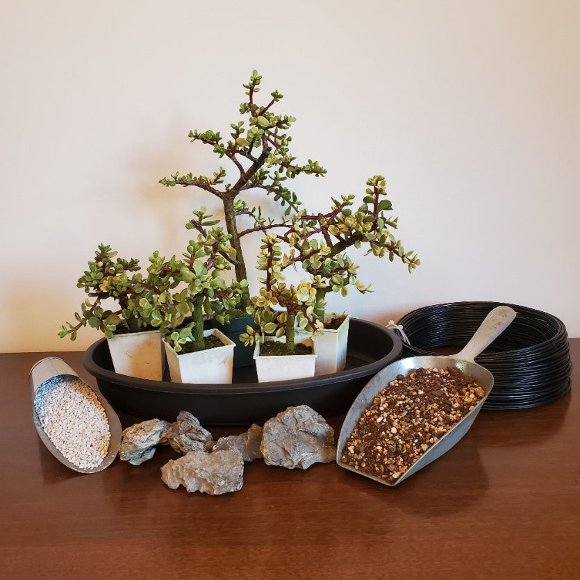 Enchanted Bonsai Forest Workshop at CSN