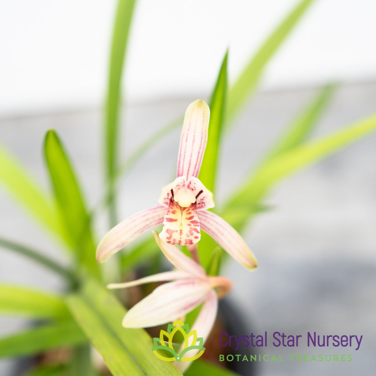 Cymbidium ensifolium &#39;千霞冠&#39; (#4)