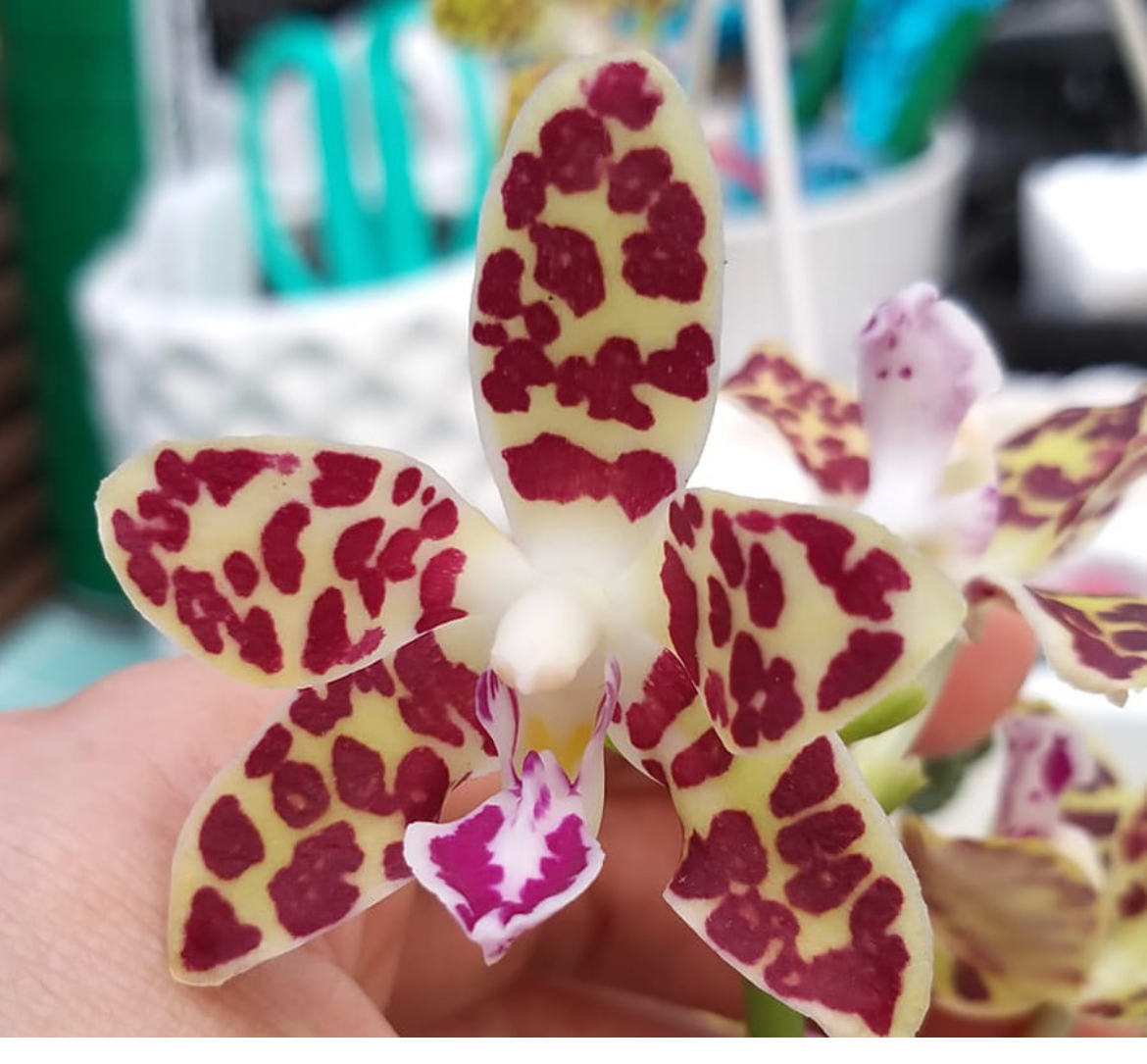 Phalaenopsis Little One &#39;Spicy Girl&#39;