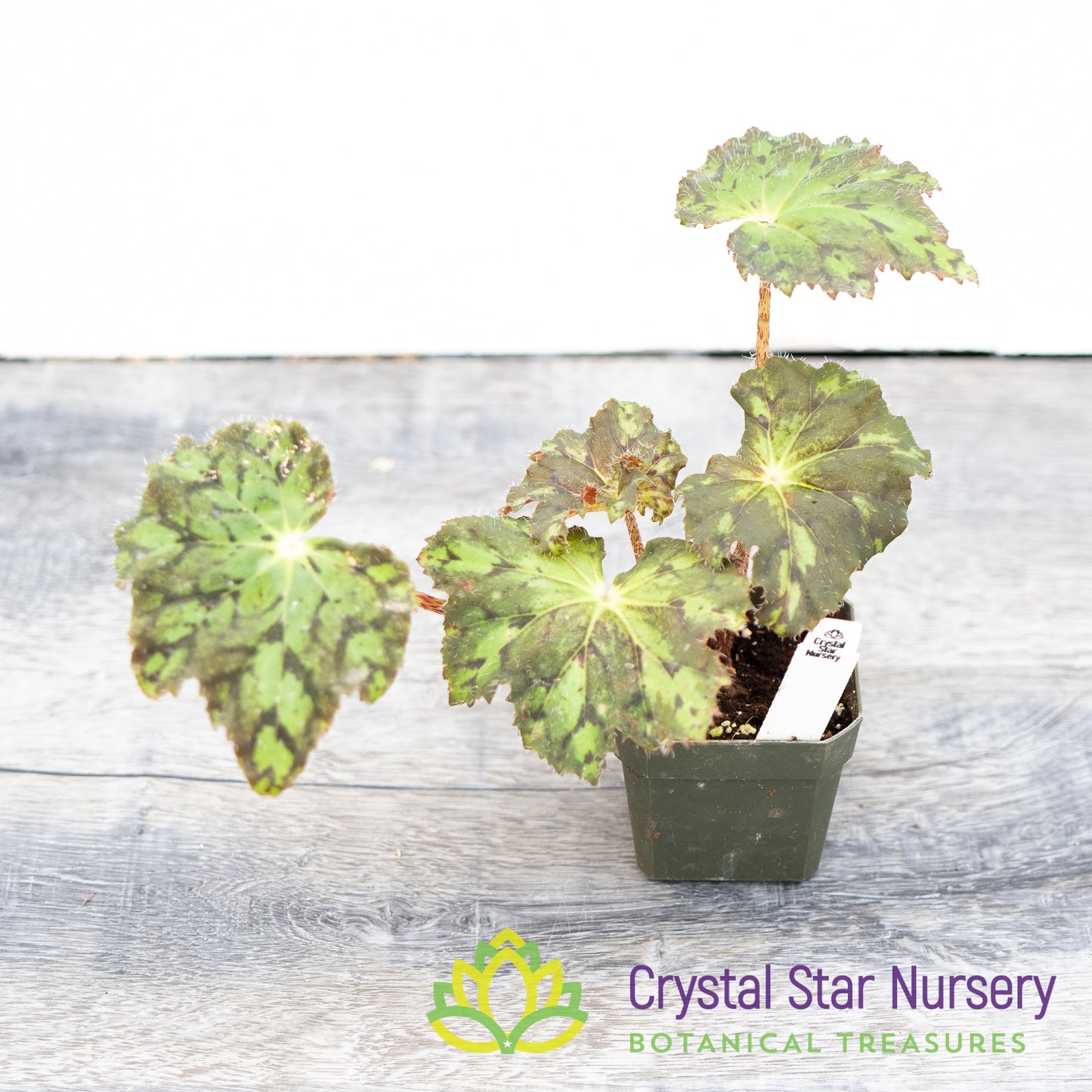 Begonia NOID (H)