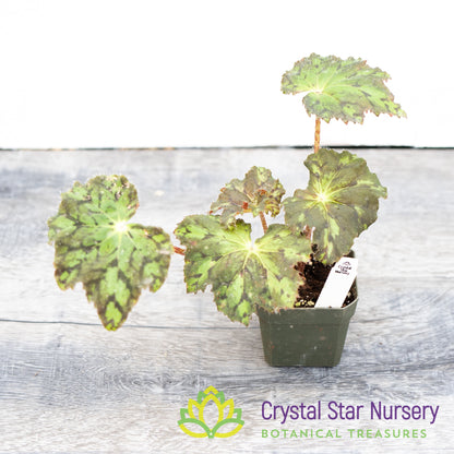Begonia NOID (H)