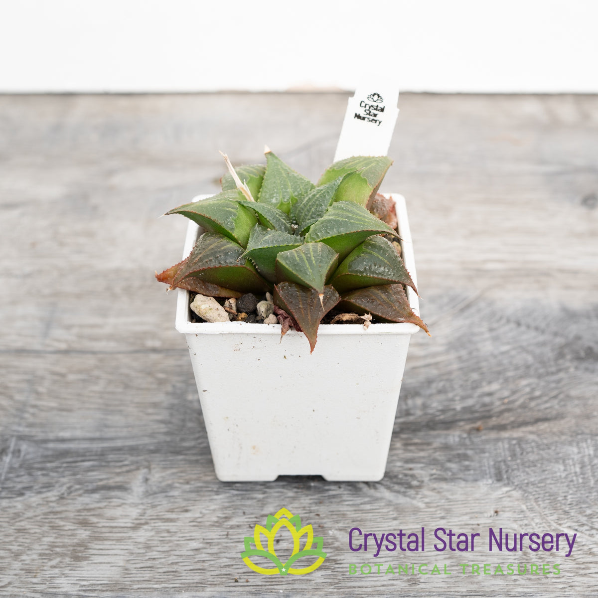 Haworthia Badia (LS143)