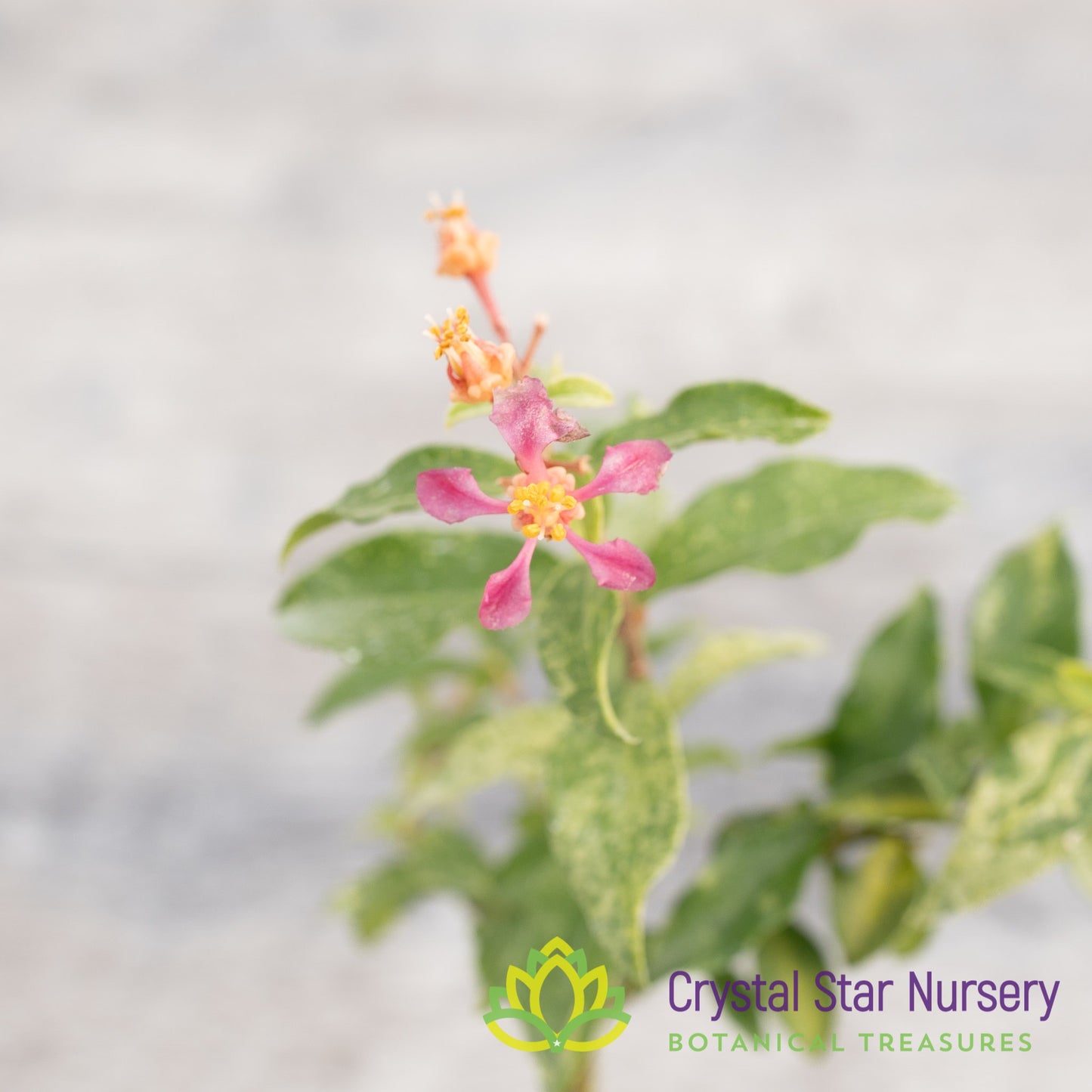 Malpighia glabra 'Barbados Cherry' Variegated