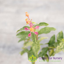 Malpighia glabra 'Barbados Cherry' Variegated
